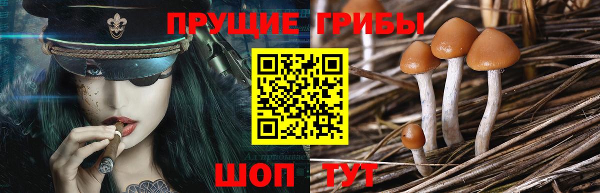 Псилоцибиновые грибы мицелий Нижний Новгород